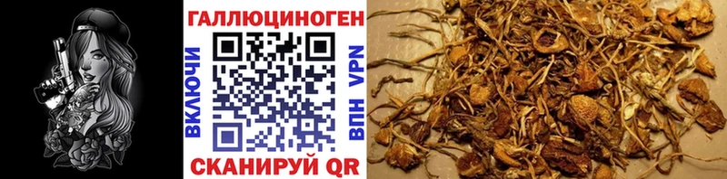 Псилоцибиновые грибы Psilocybine cubensis  Дербент 